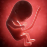 胎儿为什么缺氧 胎儿为什么缺氧的原因